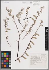 Foto von Salix drummondiana Barratt ex Hook.